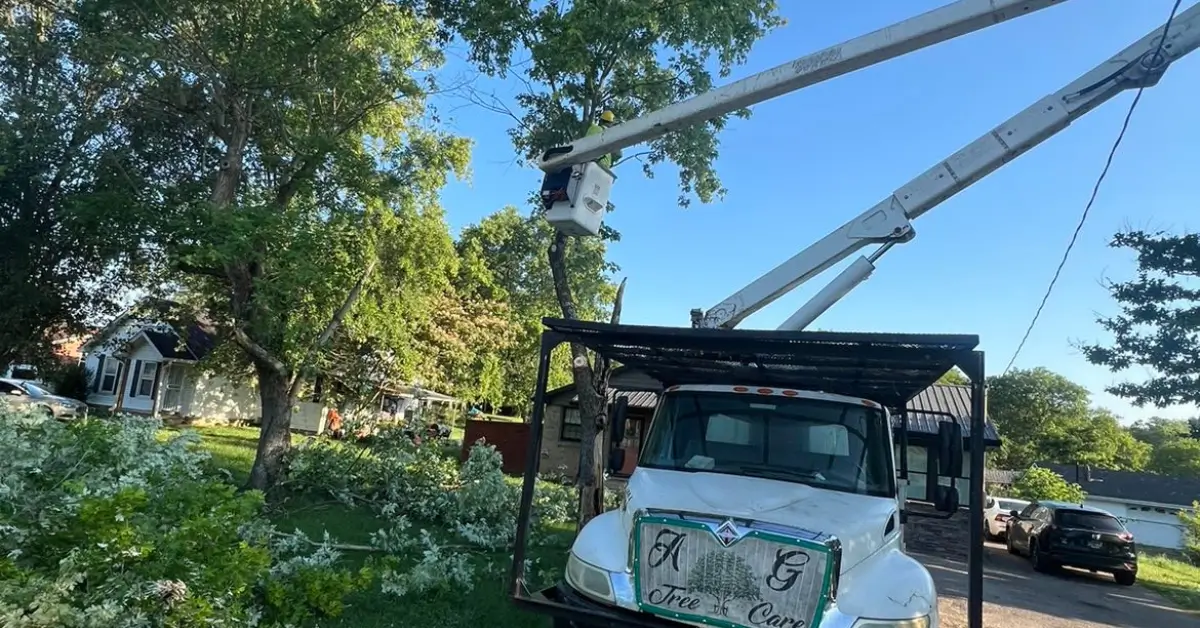 Tree Trimming / Pruning